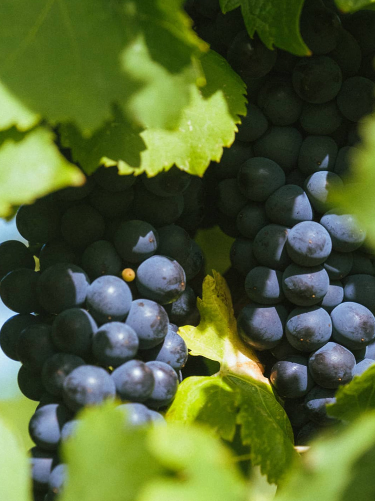 Shooting photo pour le domaine viticole Château La Clotte Fontane à Salinelles